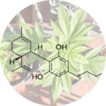 Image of CBD molecule overlaid on an image of a hemp plant
