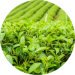 Image of tea plant